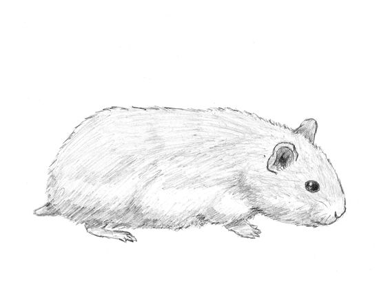 550x425 How To Draw A Hamster - Hamster Sketch