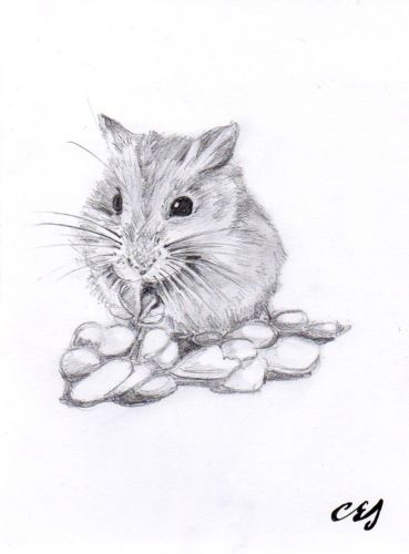 369x500 New A5 Black White Art Print - Hamster Sketch