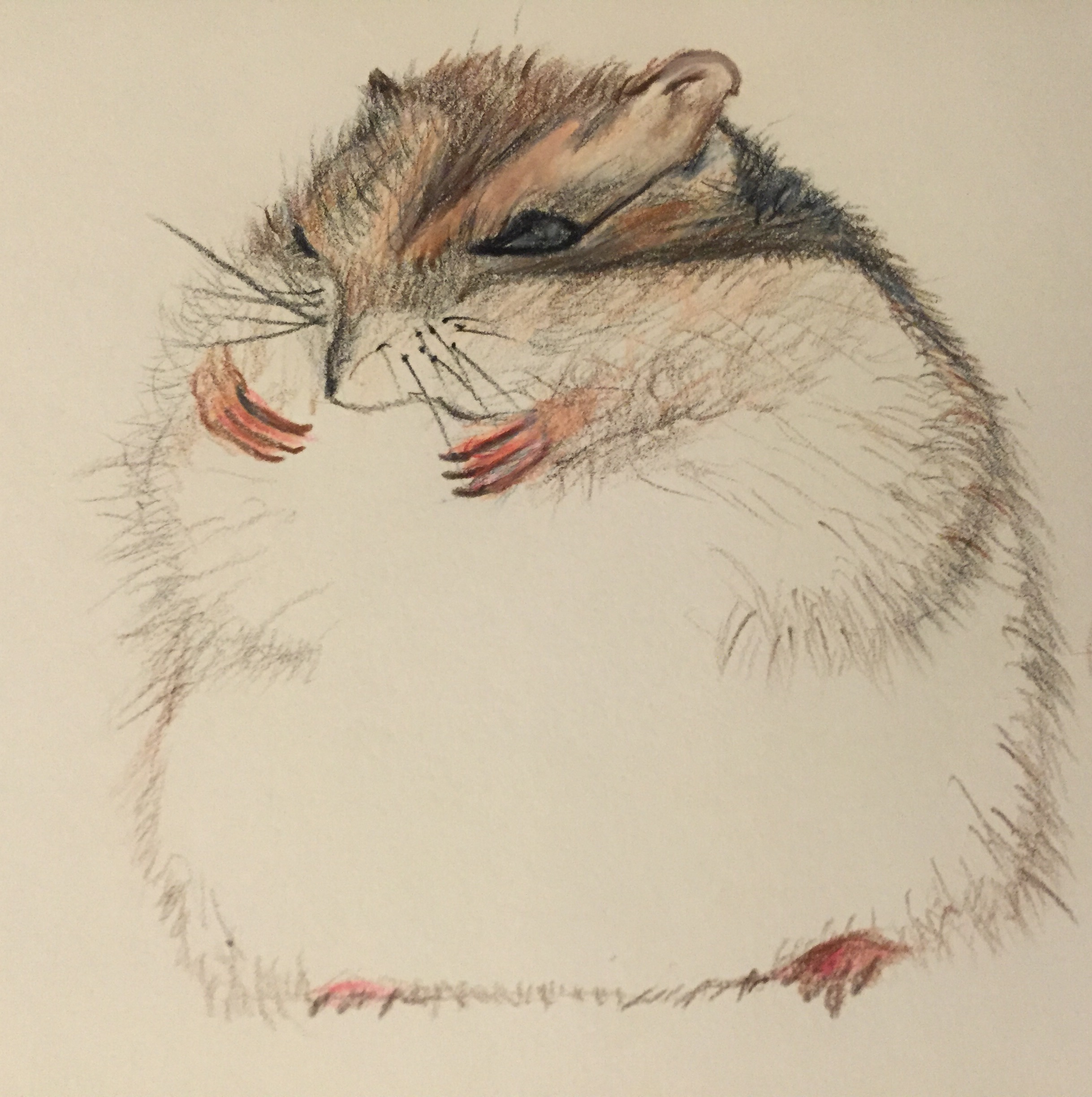 2437x2448 Quick Hamster Sketch I Did Tonight - Hamster Sketch