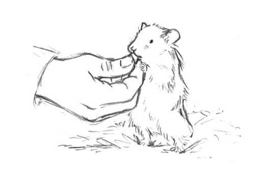 500x362 Hamster Sketch Patrick Wirbeleit - Hamster Sketch