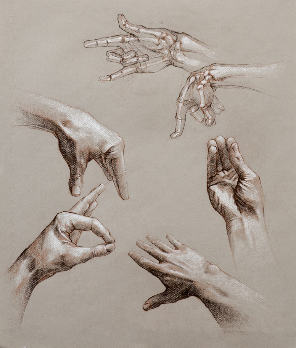 1000x1174 Student Work Foundations Drawing Nick Reszetar - Hand Anatomy Sketch