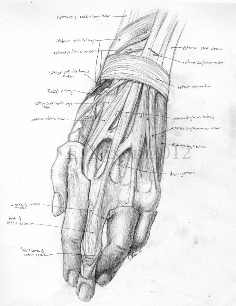785x1018 Anatomy Sketch - Hand Anatomy Sketch
