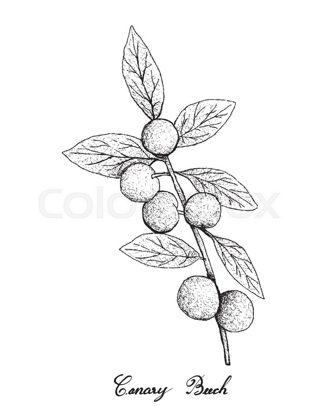 640x800 Tropical Fruits, Illustration Of Hand Drawn Sketch Bunch Of Fresh - Hand Drawn Sketch