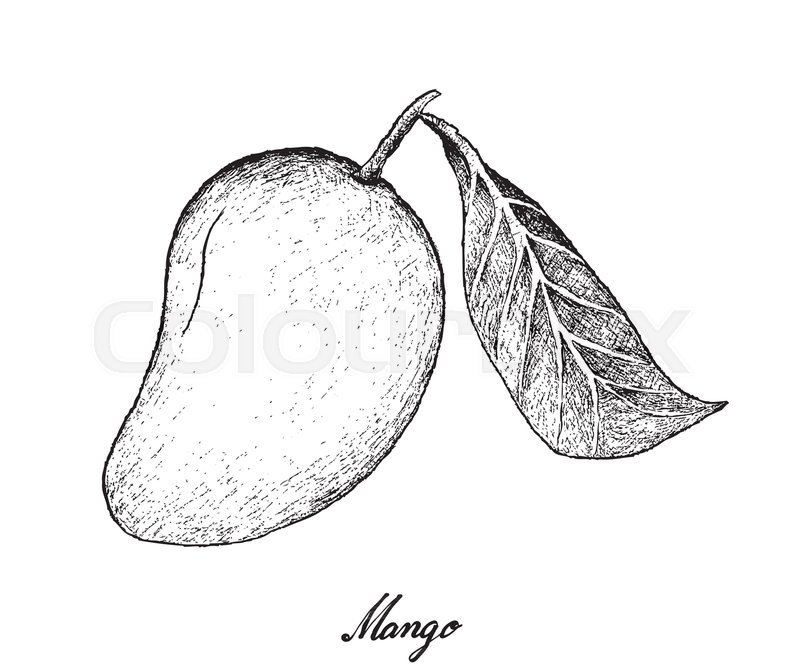 800x672 Tropical Fruits, Illustration Of Hand Drawn Sketch Fresh Ripe - Hand Drawn Sketch