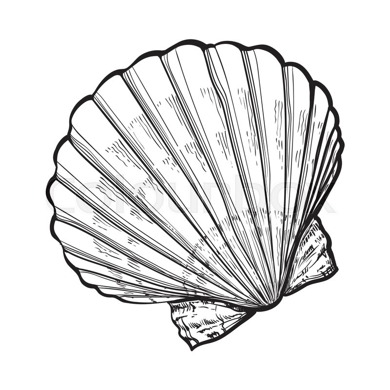 800x800 Scallop Sea Shell, Sketch Style Vector Illustration Isolated On - Hand Fan Sketch