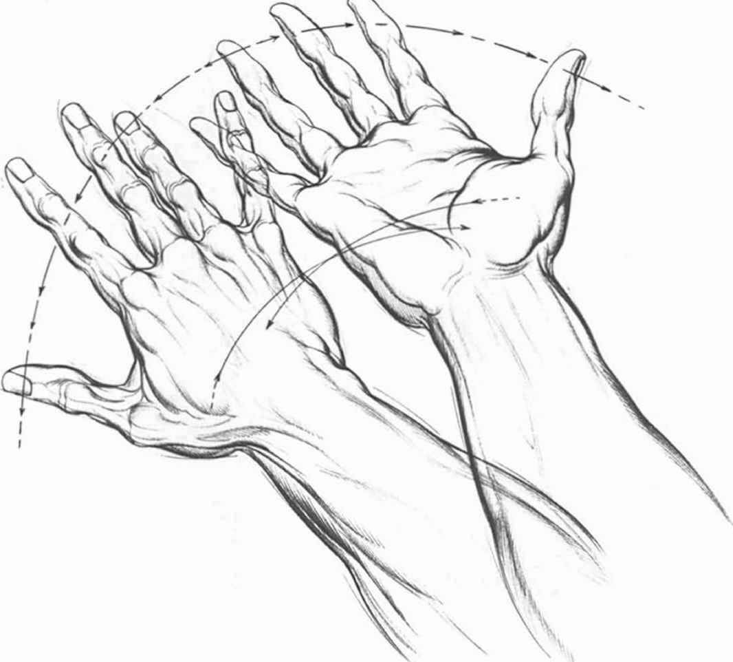 1066x962 Hand Palm Drawing - Hand Palm Sketch