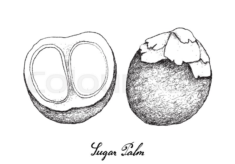 800x560 Tropical Fruits, Illustration Of Hand Drawn Sketch Sugar Palm Or - Hand Palm Sketch