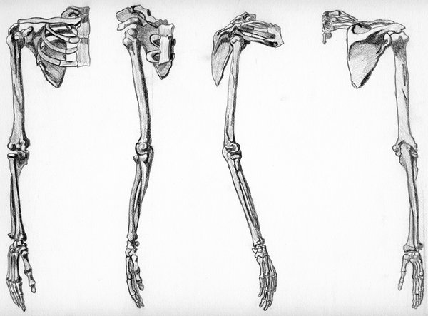 600x443 Drawn Bones Arm Drawing - Hand Skeleton Sketch