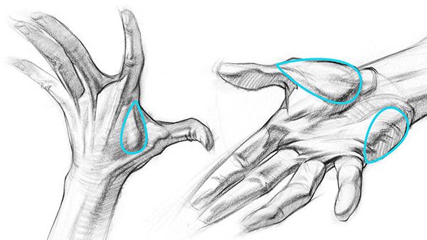 600x338 How To Draw Hands Muscle Anatomy Of The Hand Proko - Hand Skeleton Sketch