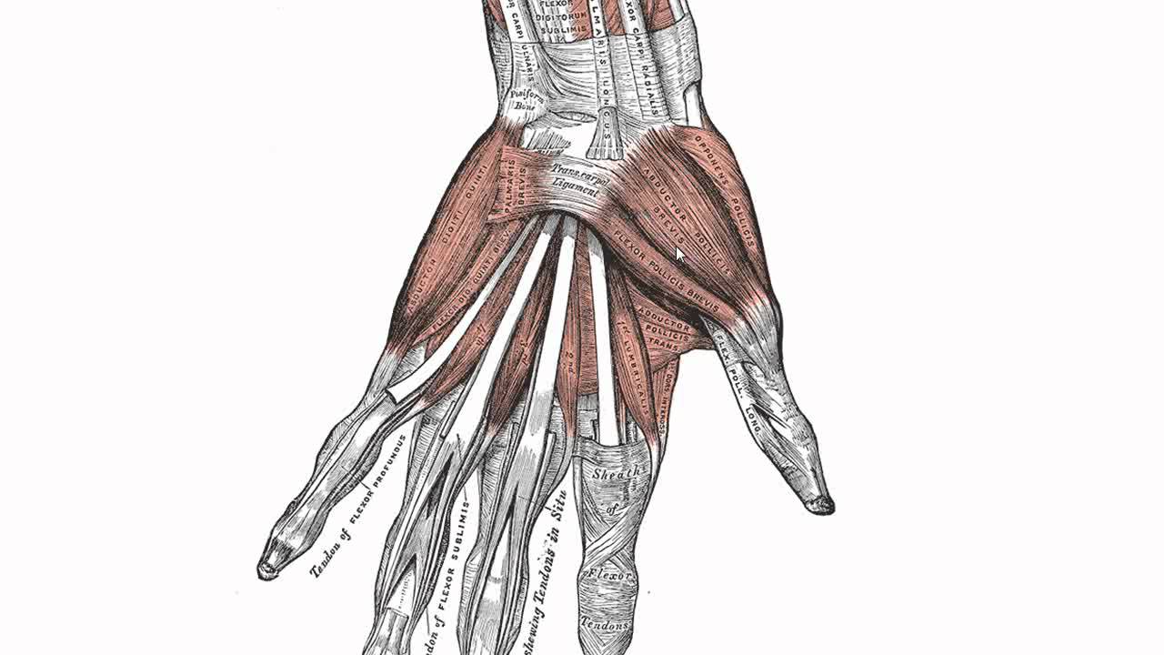 1280x720 Muscles Of The Hand - Hand Skeleton Sketch