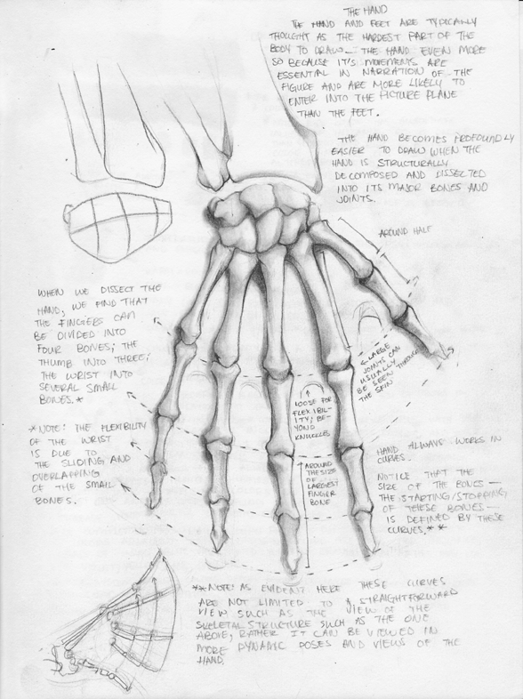 588x786 Skeletal Hand By Sashas - Hand Skeleton Sketch