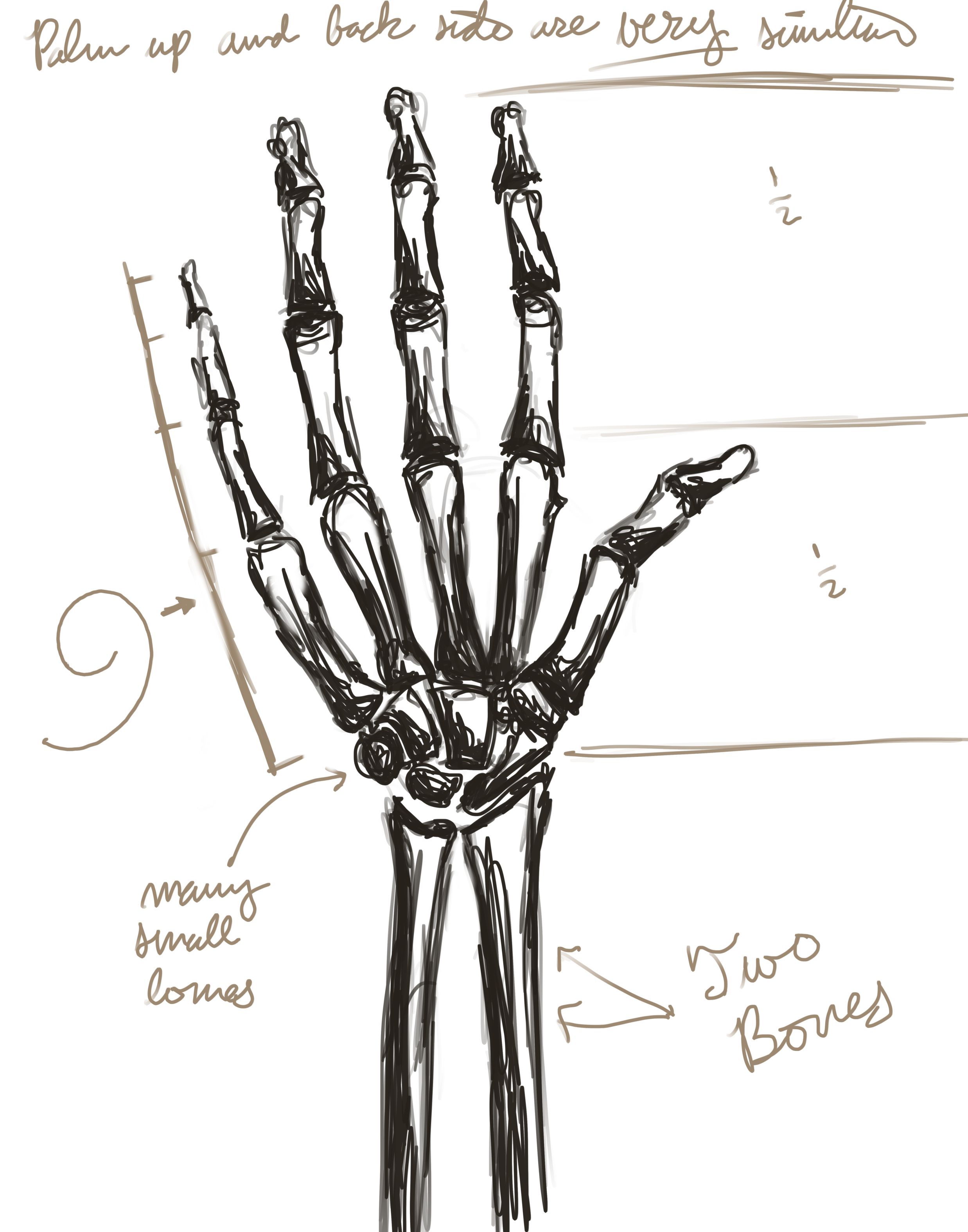 2475x3150 Skeleton Hand Drawing Samuel Perin Art - Hand Skeleton Sketch