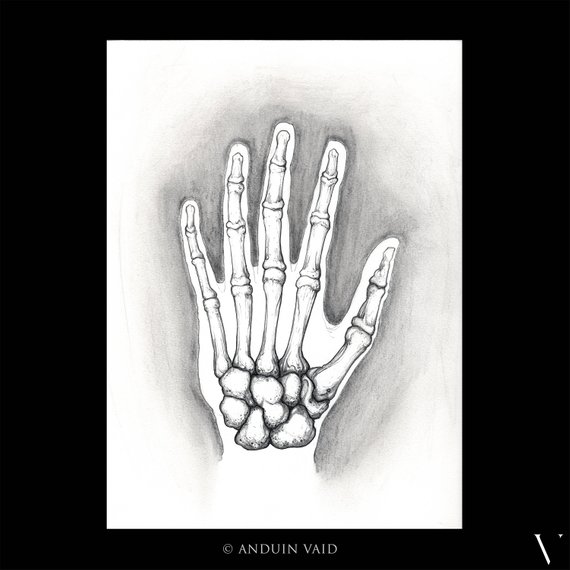 570x570 Untitled Hand Bones Pencil Sketch Of Hand Anatomy Nyc Etsy - Hand Skeleton Sketch