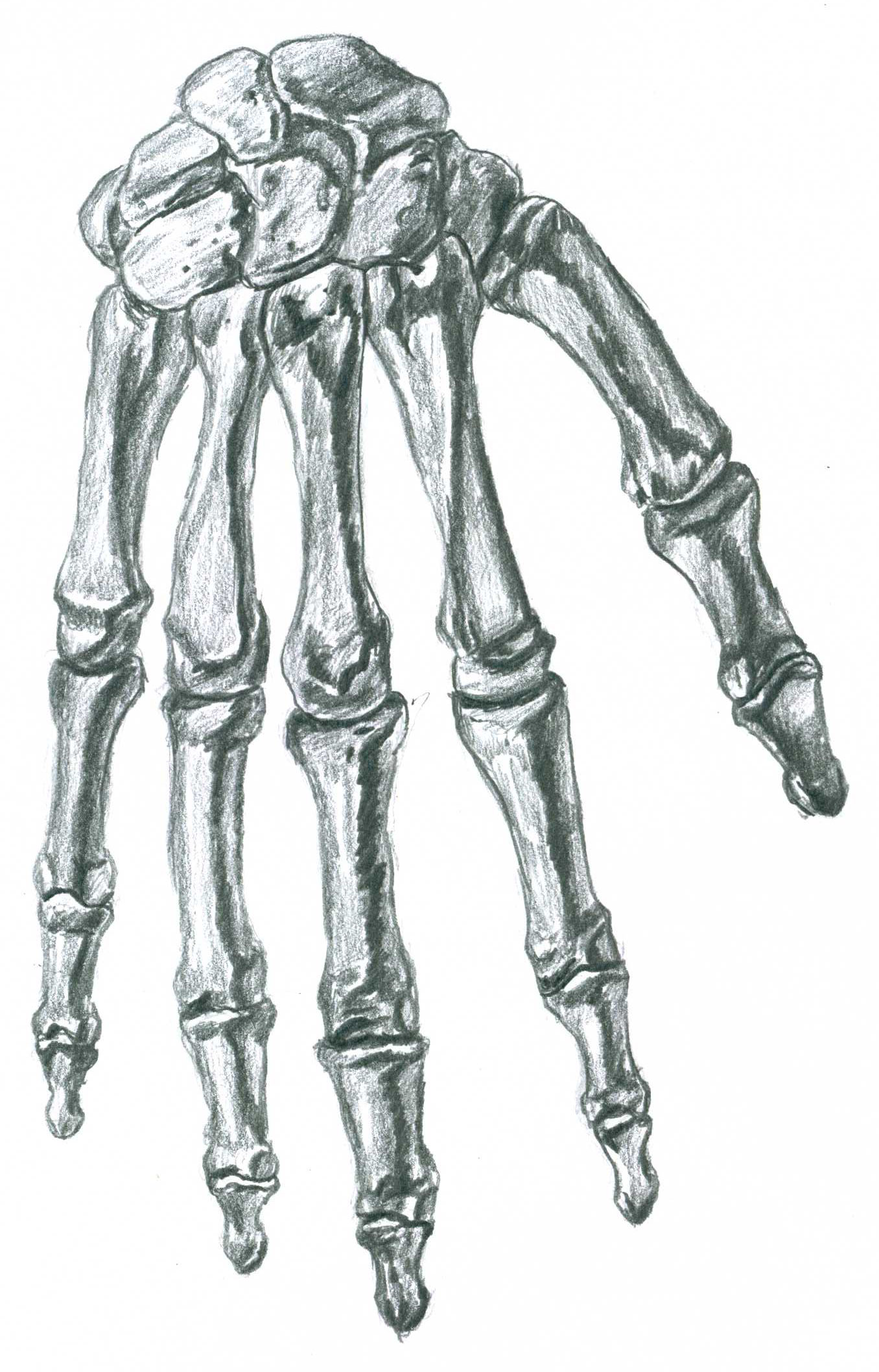 1356x2116 Anatomy Dream Of The Scribble Fiend - Hand Skeleton Sketch