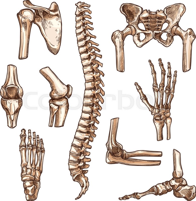 779x800 Bone And Joint Of Human Skeleton Sketch Set. Hand, Hip, Knee, Foot - Hand Skeleton Sketch