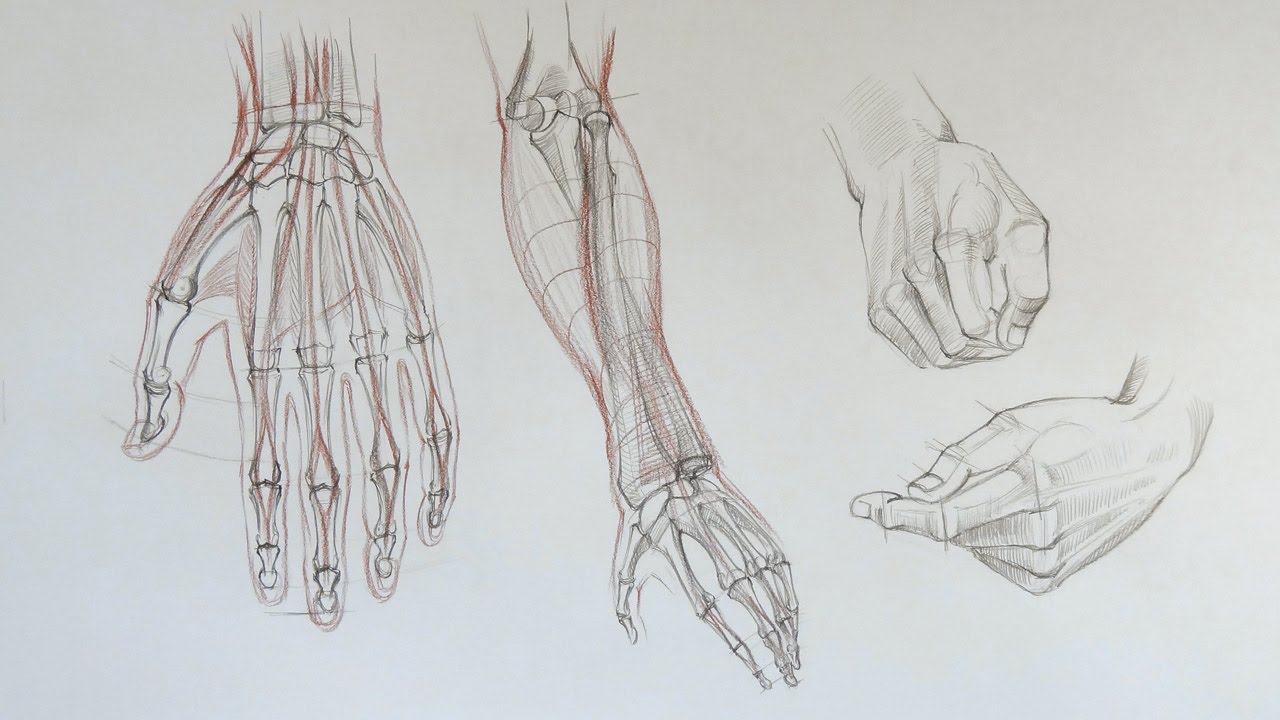 1280x720 Drawing Hands - Hand Skeleton Sketch
