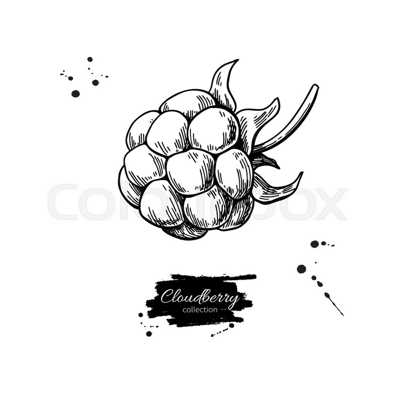 800x800 Cloudberry Vector Drawing. Organic Berry Food Sketch. Vintage - Handball Sketch