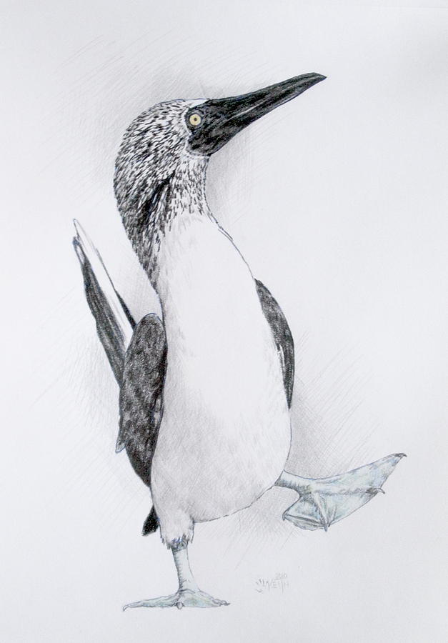 627x900 Happy Feet Drawing By Barbara Keith - Happy Feet Sketch