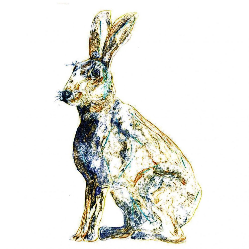 1000x1000 Hare Colourful Sketch Card - Hare Sketch