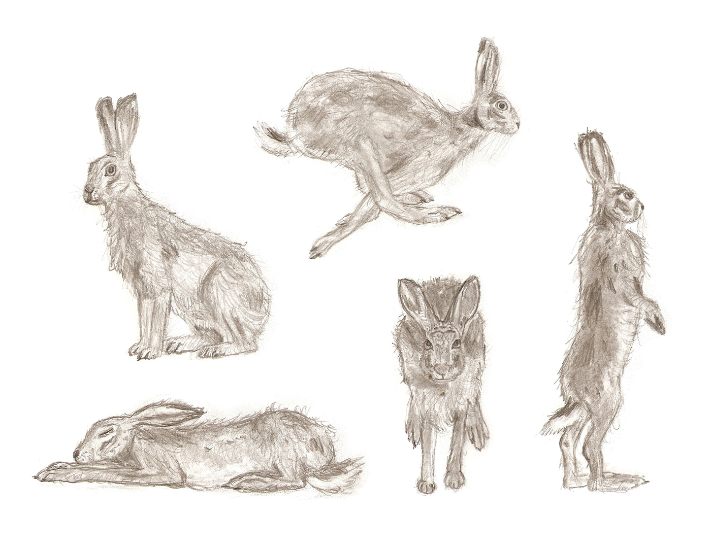 1400x1082 Hare Sketches On Behance - Hare Sketch
