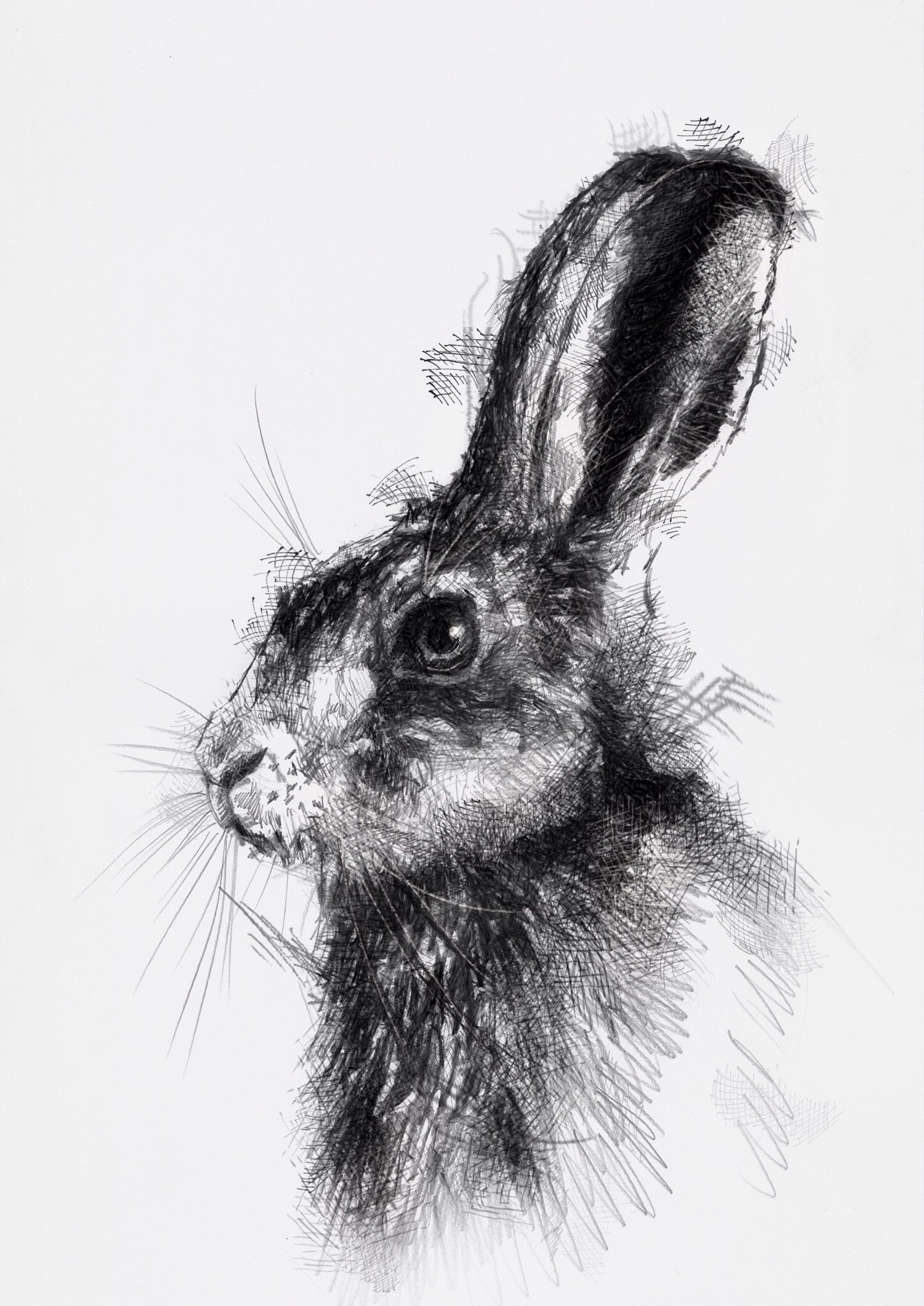 1449x2048 Hare Again Drw Sketches, Drawings And Animal Drawings - Hare Sketch