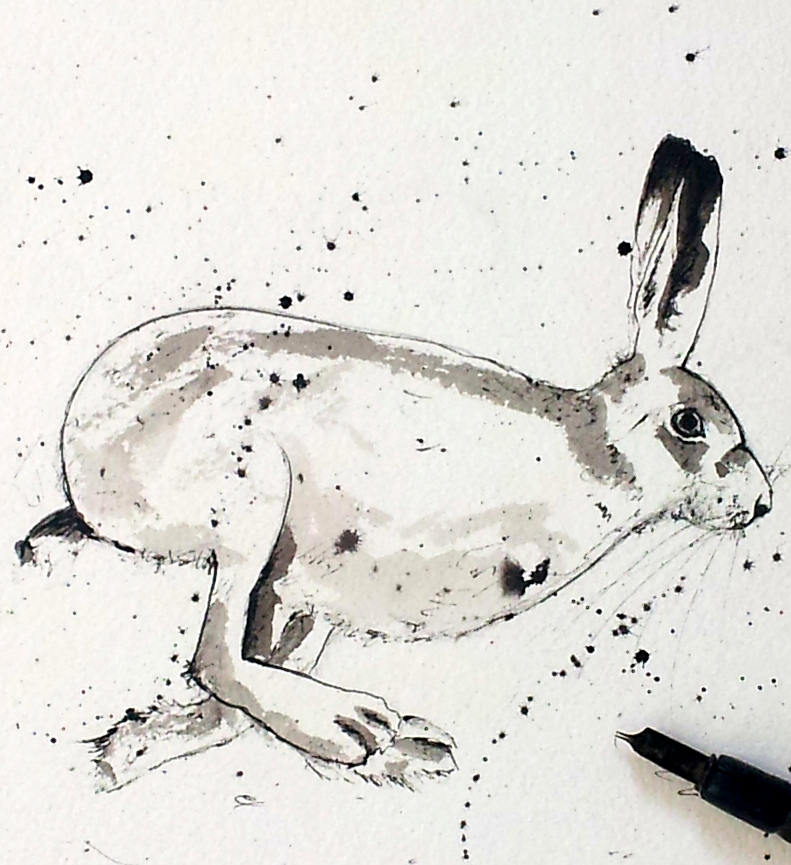 791x865 Michelle Campbell Art - Hare Sketch