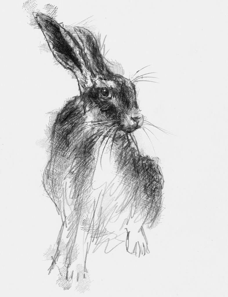 786x1024 More Hare Wildlife Art Drawings, Sketches And Drawings - Hare Sketch