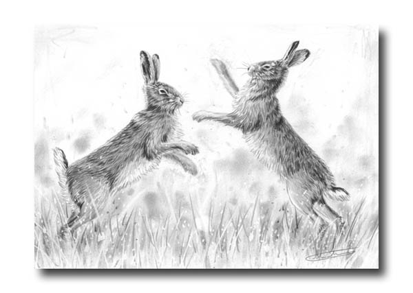 600x427 Nolon Stacey - Hare Sketch