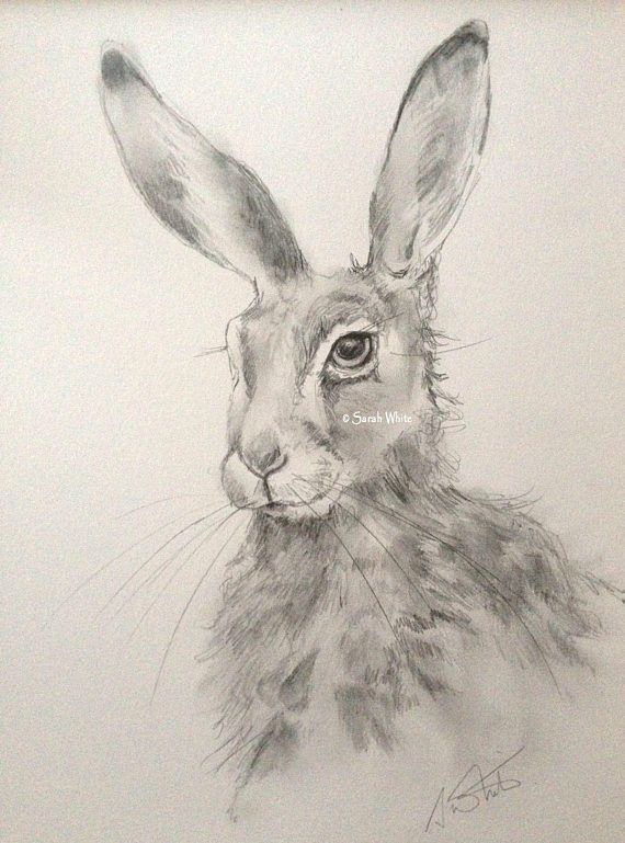 570x769 Original Graphite Hare Sketch G R A P H I T E - Hare Sketch