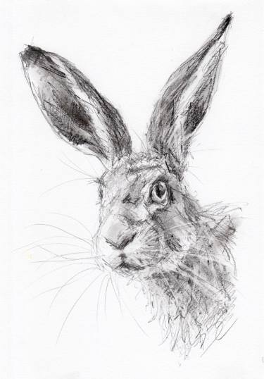 375x538 Pencil Study Of A Hare Drawing By Belinda Elliott Saatchi Art - Hare Sketch