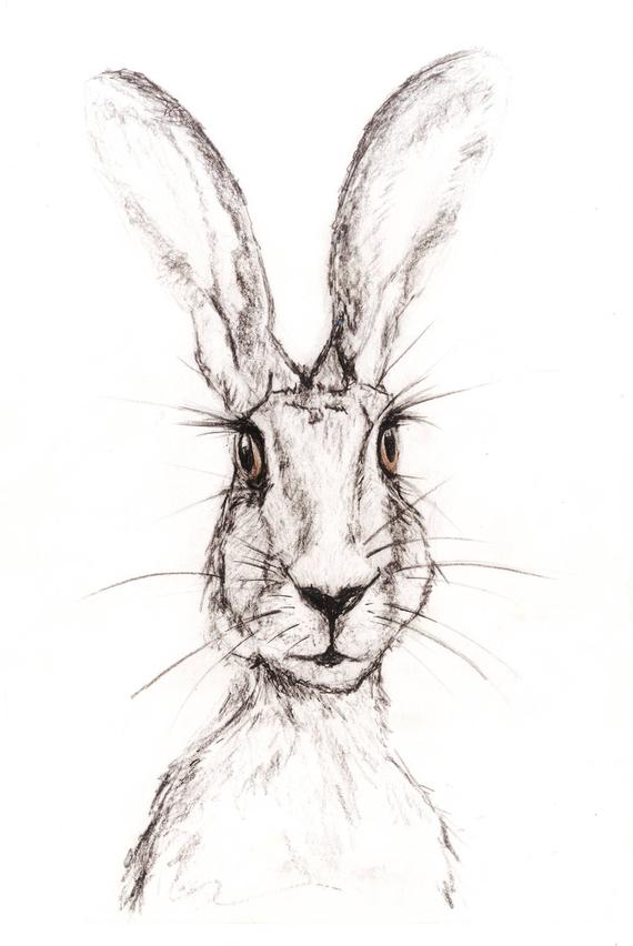 570x852 Pencil And Charcoal Sketch Of Hare Print Etsy - Hare Sketch