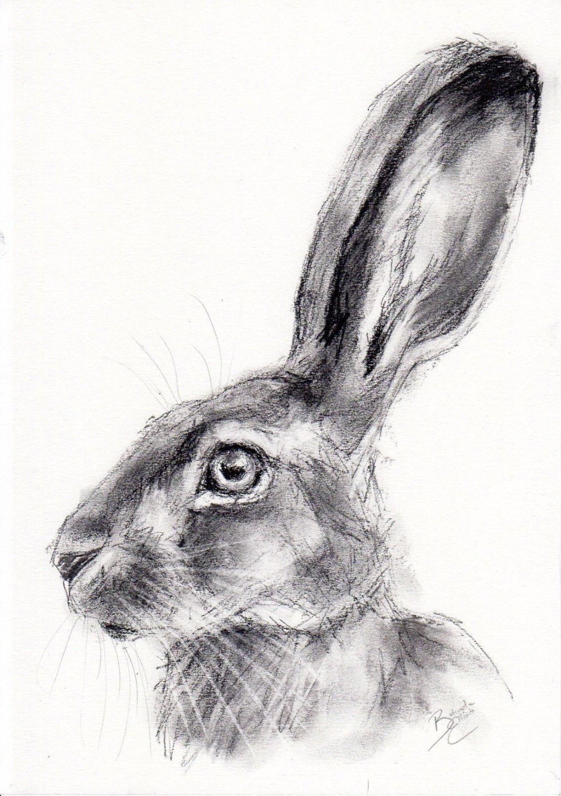 1128x1600 Pin By Valerie Young On My Favorite Rabbit Art - Hare Sketch