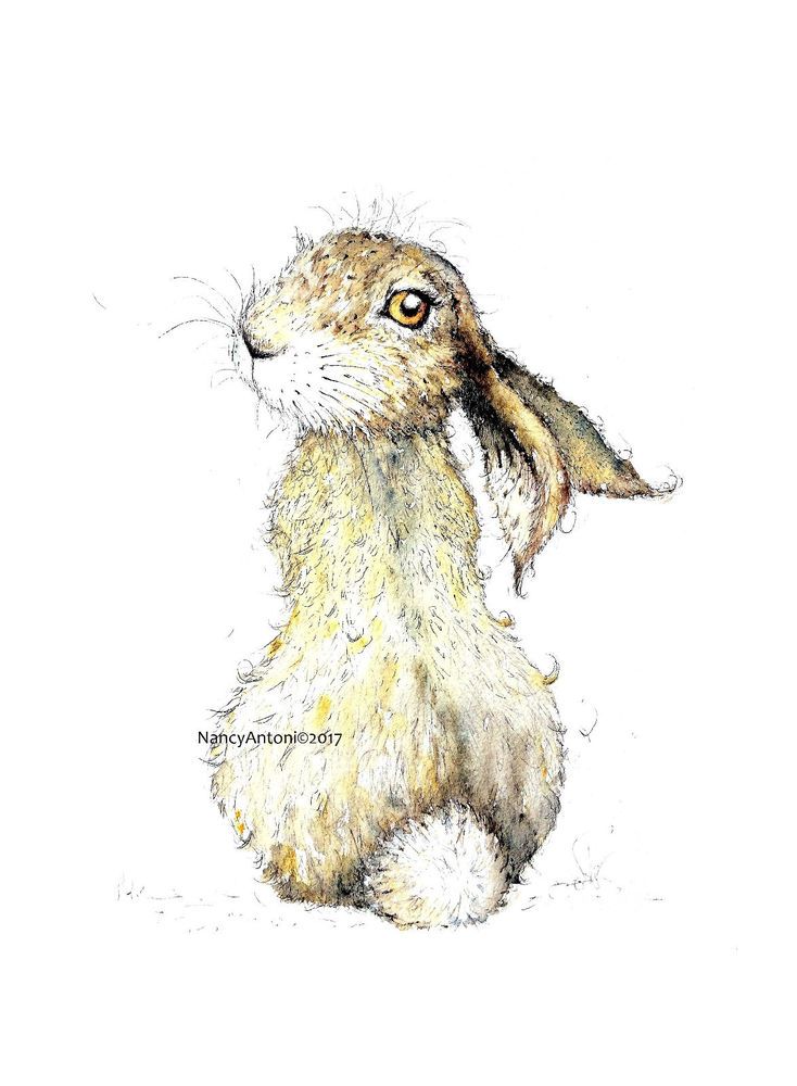 734x1000 Print Of My Original Ink N Watercolour Cute Hare Sketch Painting - Hare Sketch