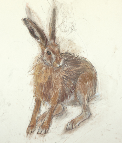 500x584 Quick Tips Sketch A Hare - Hare Sketch