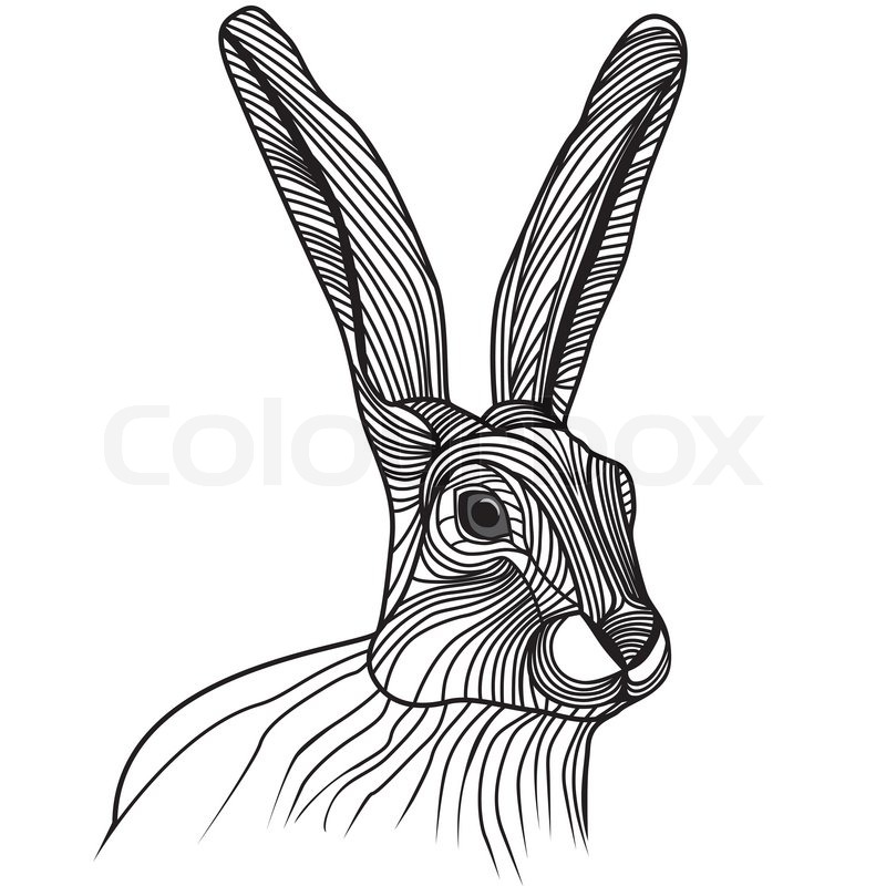 800x800 Rabbit Or Hare Head Vector Animal Illustration For T Shirt. Sketch - Hare Sketch