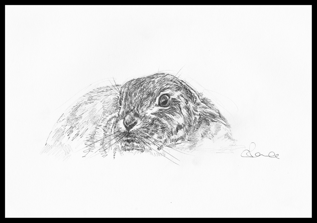 1024x719 Shy Brown Hare Sketch Click Here For Sale Details - Hare Sketch