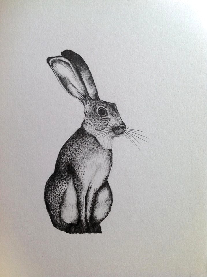717x960 Sketch - Hare Sketch
