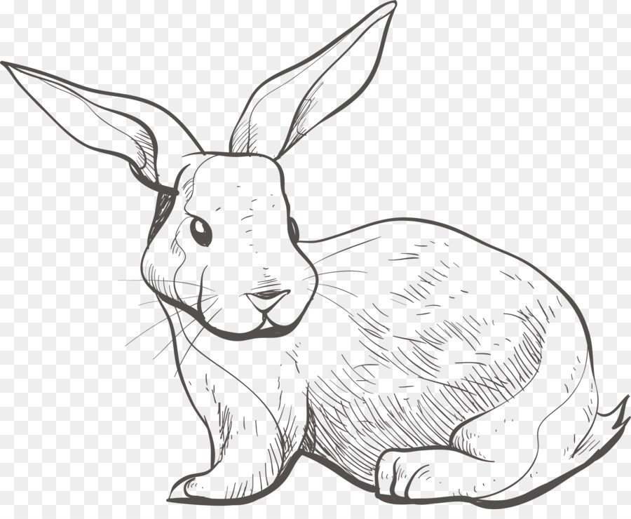 900x740 Domestic Rabbit Hare - Hare Sketch