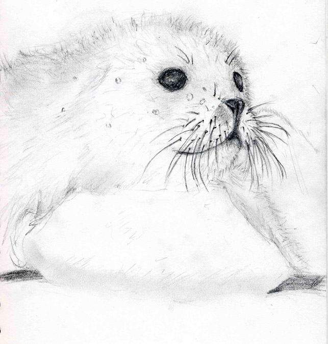 643x675 Baby Harp Seal By Higalack - Harp Seal Sketch