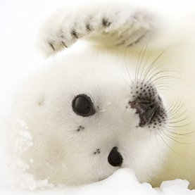 277x277 Climate Change Makes Life Harder For Baby Harp Seals - Harp Seal Sketch