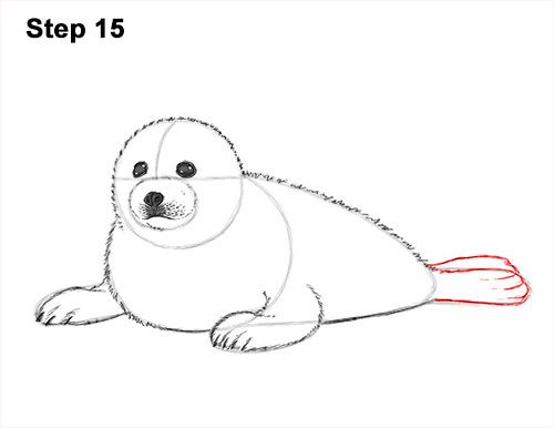 500x386 Draw A White Harp Seal Pup 15 Drawing Animals - Harp Seal Sketch