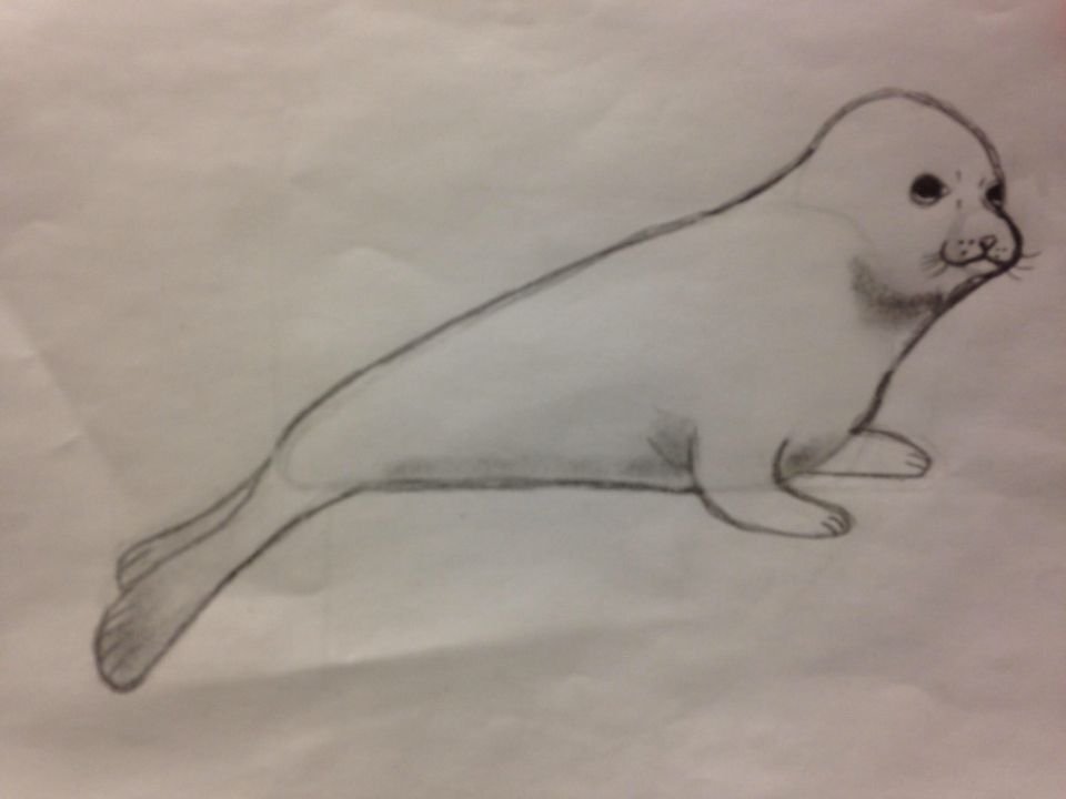 960x720 Drew This - Harp Seal Sketch