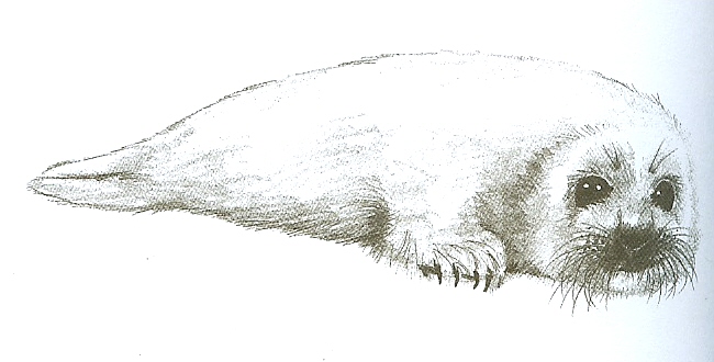 650x330 Harp Seal By Simpson Freak - Harp Seal Sketch