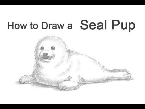 Harp Seal Sketch at PaintingValley.com | Explore collection of Harp