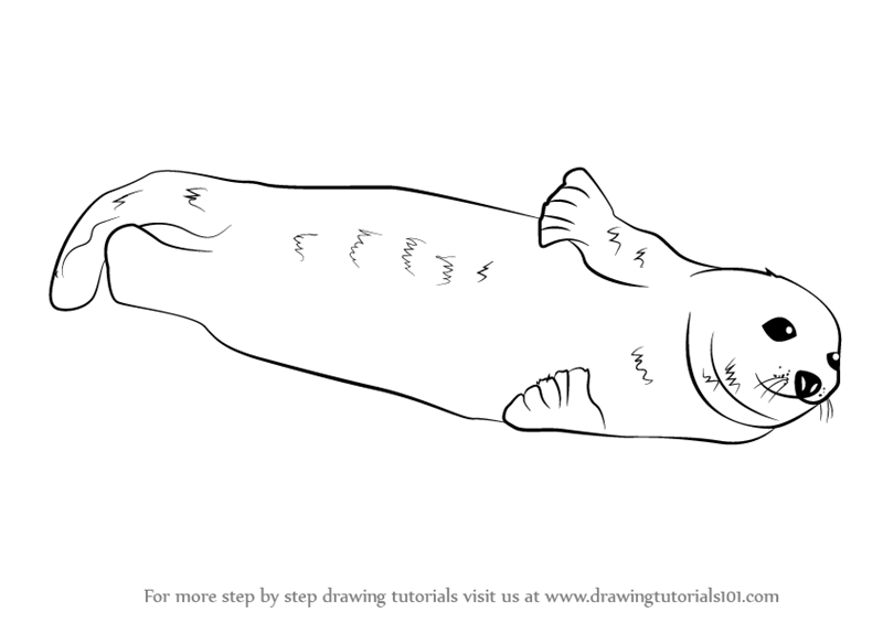 800x565 Learn How To Draw A Harp Seal (Seals) Step By Step Drawing Tutorials - Harp Seal Sketch