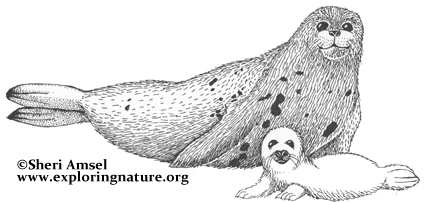 426x202 Seal (Harp) - Harp Seal Sketch