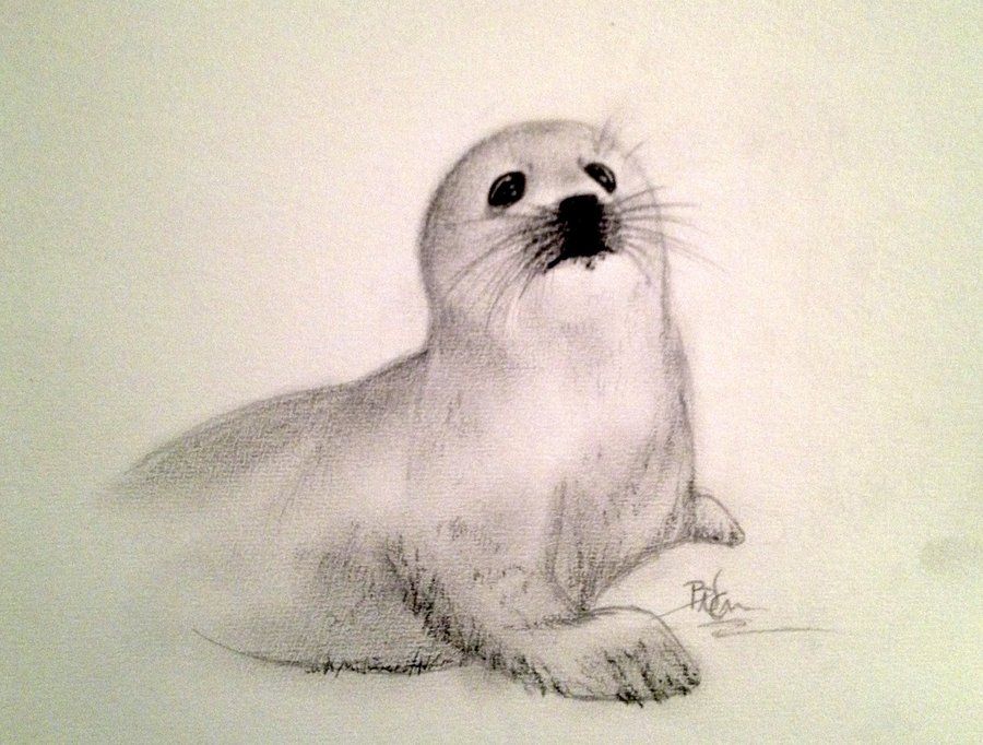 900x682 This Sketch Provides A Nice Sense Of Realism And The Values That - Harp Seal Sketch
