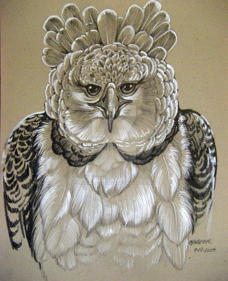 800x987 Harpy Eagle Sketch 1 By Houseofchabrier - Harpy Eagle Sketch