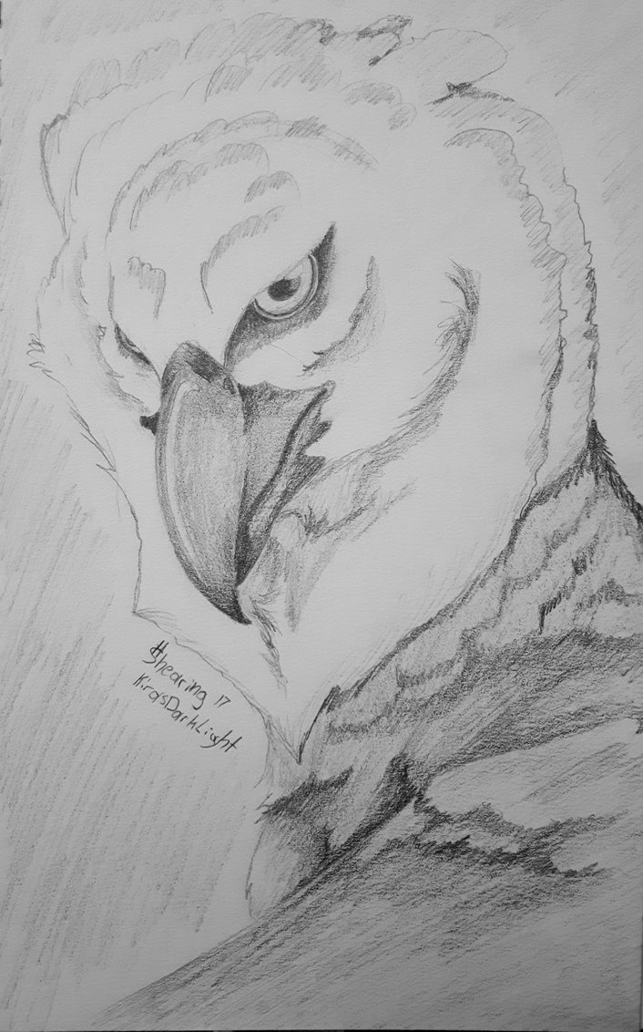 706x1132 Harpy Eagle Sketch By Kirasdarklight - Harpy Eagle Sketch