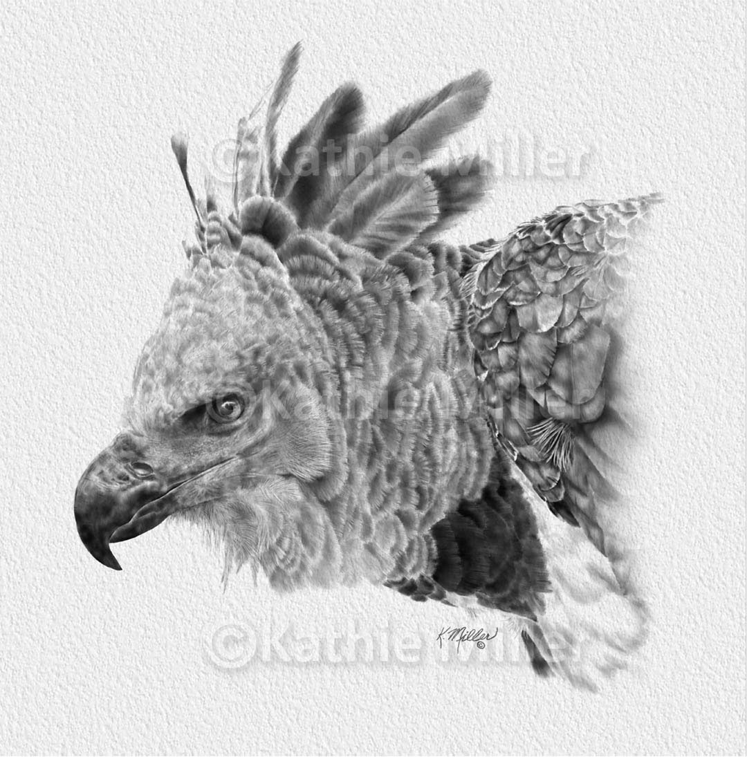 1080x1095 Harpy Eagle Drawing On Behance - Harpy Eagle Sketch
